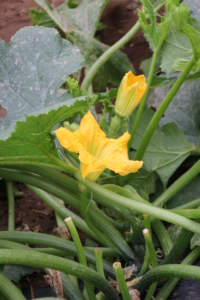 Zucchine cultivar Romolo.